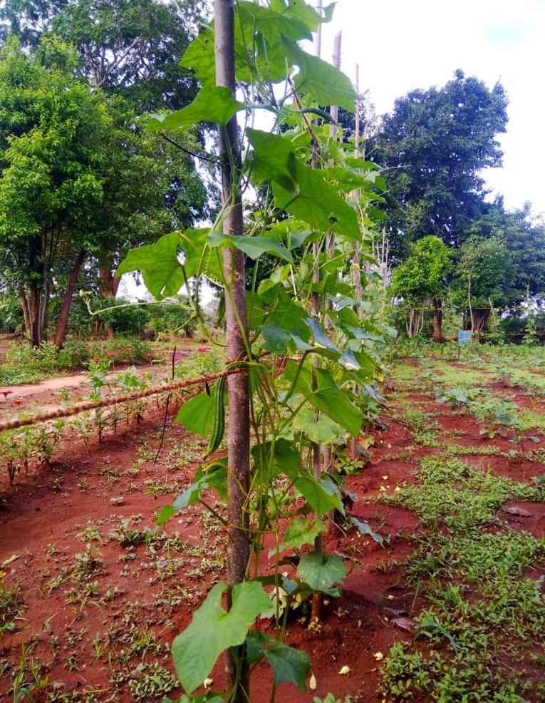 Moni Farm House Wilpattu Nochchiyagama Eksteriør bilde