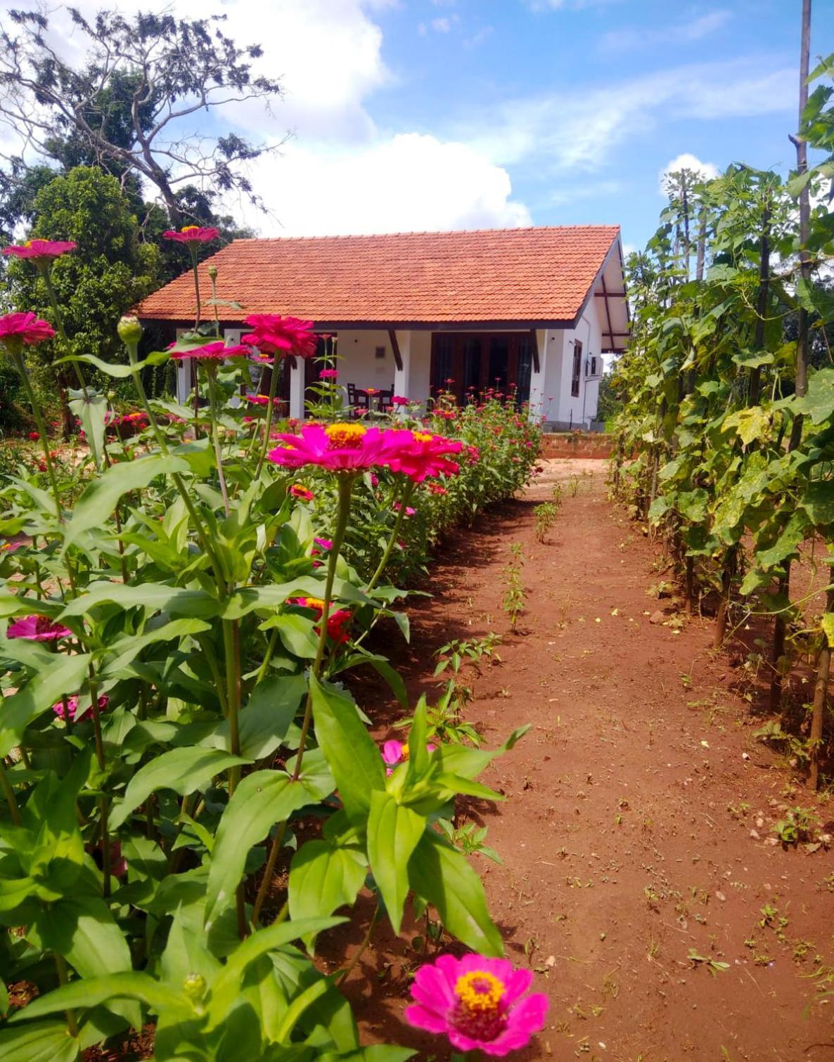 Moni Farm House Wilpattu Nochchiyagama Eksteriør bilde