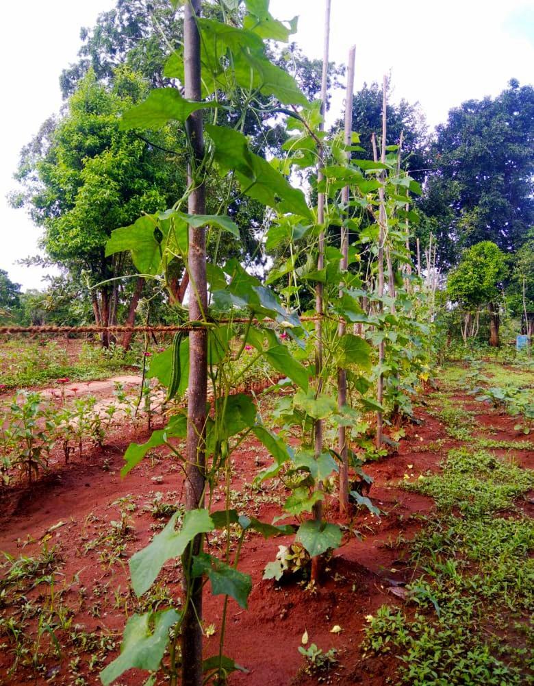 Moni Farm House Wilpattu Nochchiyagama Eksteriør bilde