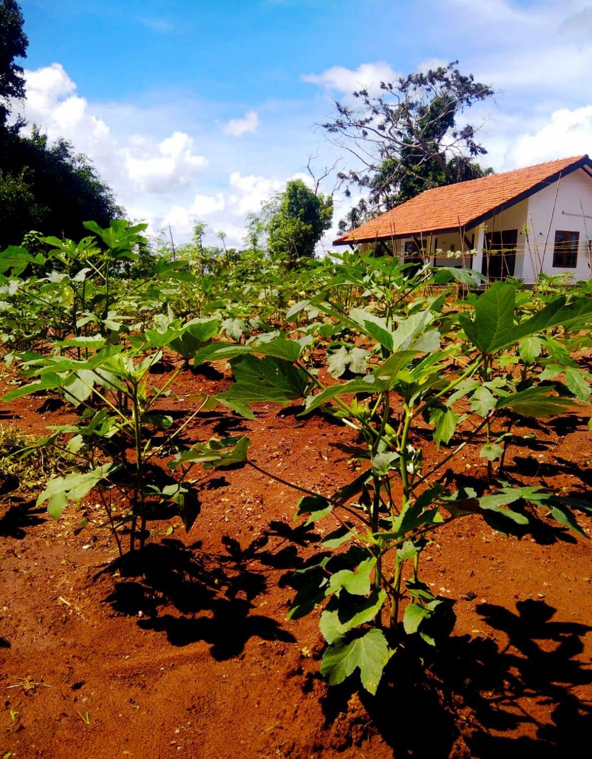 Moni Farm House Wilpattu Nochchiyagama Eksteriør bilde