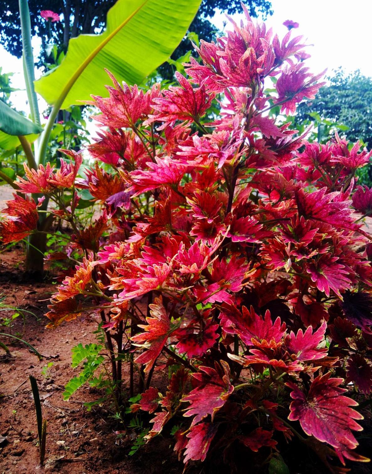 Moni Farm House Wilpattu Nochchiyagama Eksteriør bilde