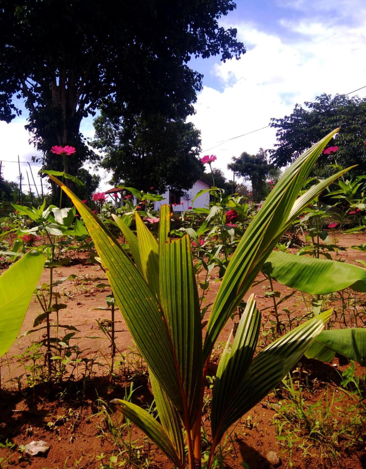 Moni Farm House Wilpattu Nochchiyagama Eksteriør bilde